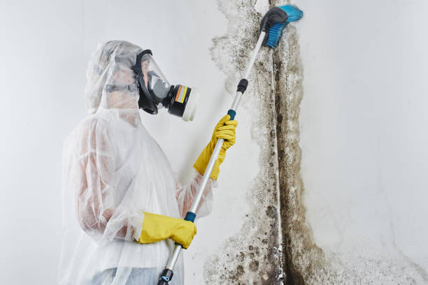 Best Commercial Mold Removal  in Lexington, TN