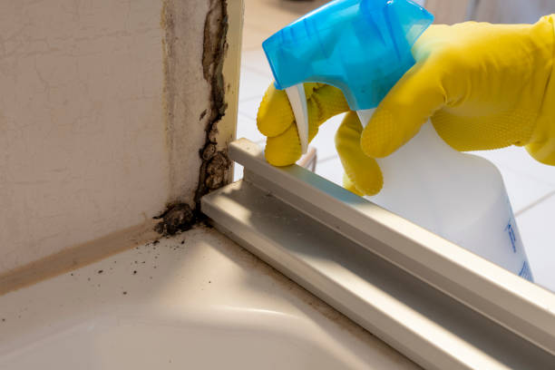 Best Attic Mold Removal  in Lexington, TN