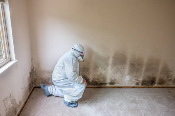 Best Home Mold Removal  in Lexington, TN