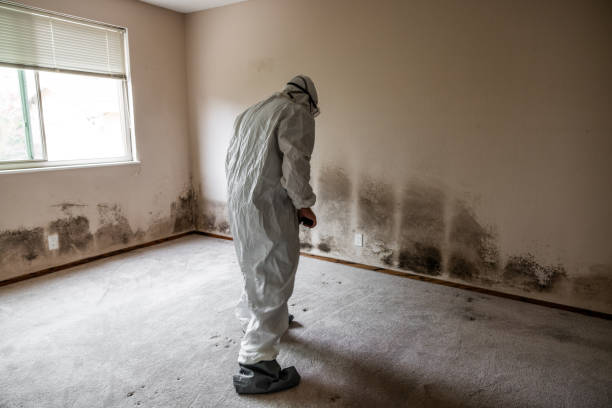 Best Mold Remediation  in Lexington, TN