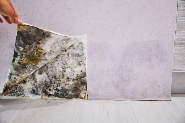 Best Commercial Mold Removal  in Lexington, TN